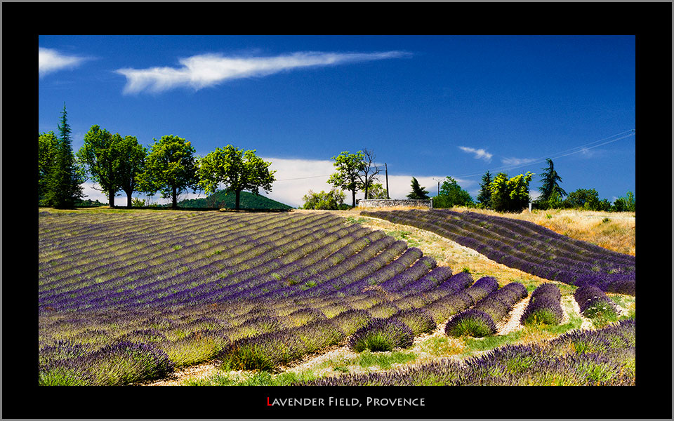 Lavender provence